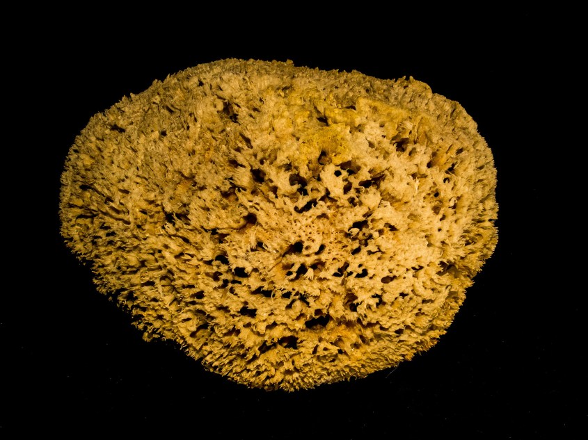 natural-sponge
