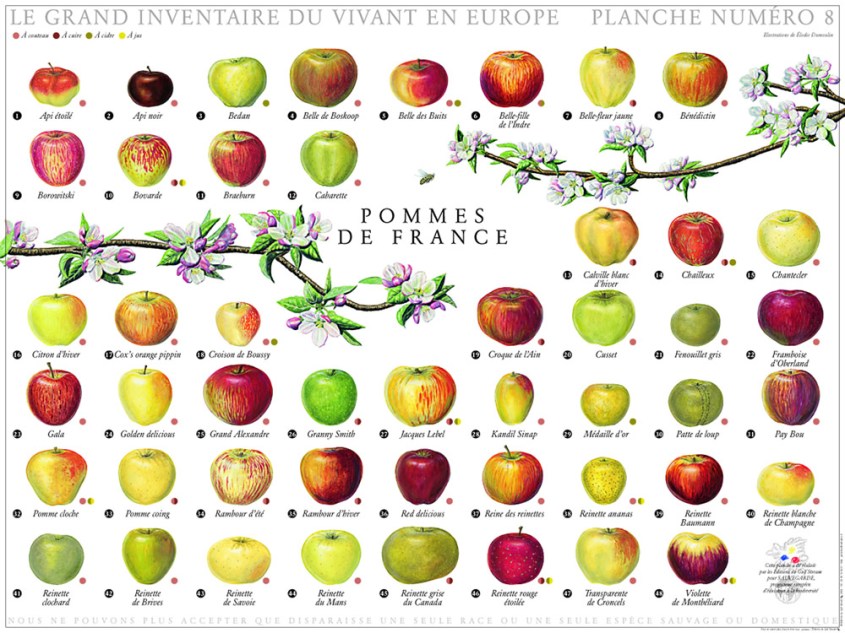 Pommes de France